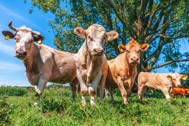 istock Portrait of brown cows on a meadow 1326262540