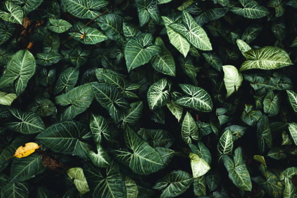istock green leaves natural background Tropical Leaf Background, 1326264114