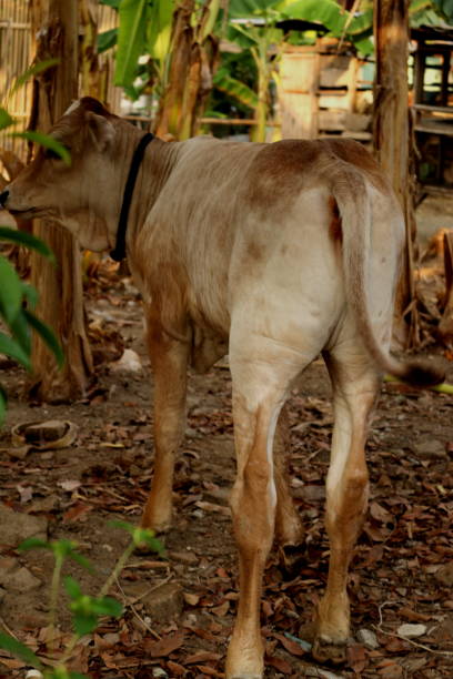 visão de trás de um bezerro de carne asiática marrom claro, olhando para trás - herbivorous close up rear end animal head - fotografias e filmes do acervo