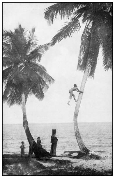 istock Antique black and white photograph: Climbing coconut tree, Puerto Rico 1326264634