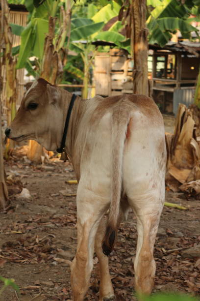 nahansicht von einem hellbraunen asiatischen rinderkalb, blick zurück - herbivorous close up rear end animal head stock-fotos und bilder