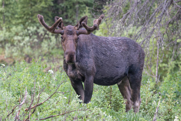 istock Moose in the Colorado Rocky Mountains 1326264792
