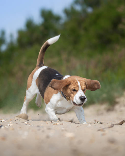 istock Action shot on the beach. 1326264873