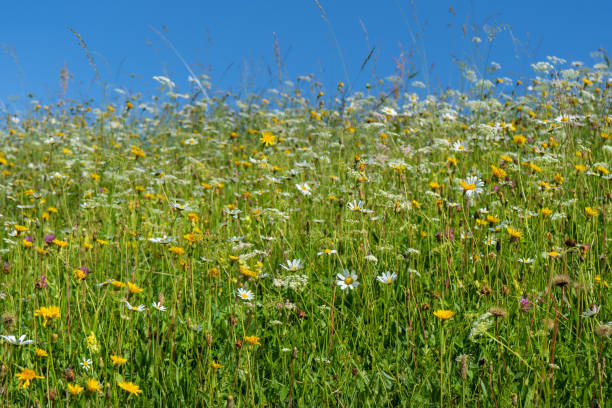 istock An alpine meadow full of wildflowers 1326264900