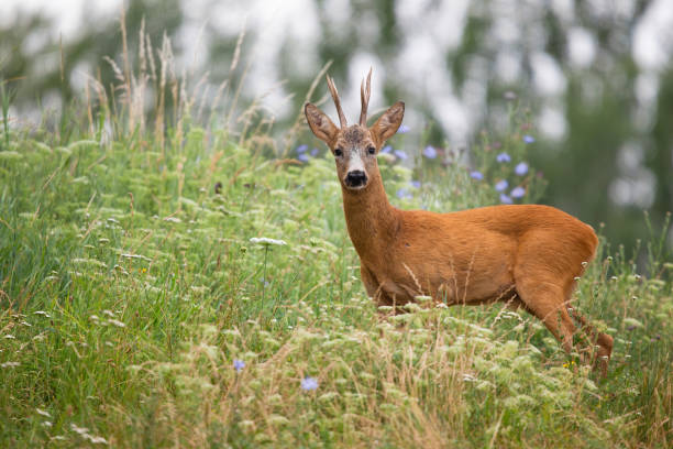 istock Roe deer looking to the camera in long grass from side 1326264927