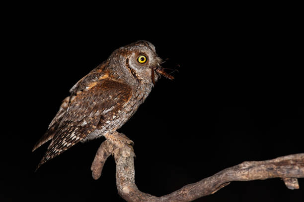 istock Eurasian scops owl perched on branch and feeling itself with brown bush-cricket 1326265469