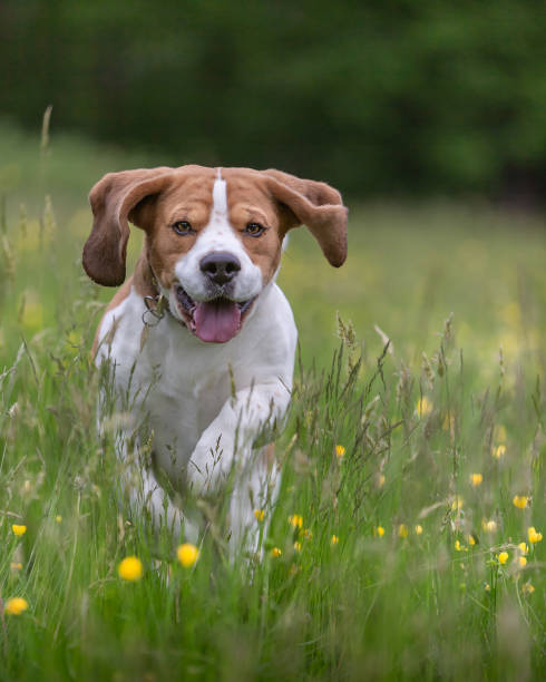 istock Happy dog in action. 1326265487