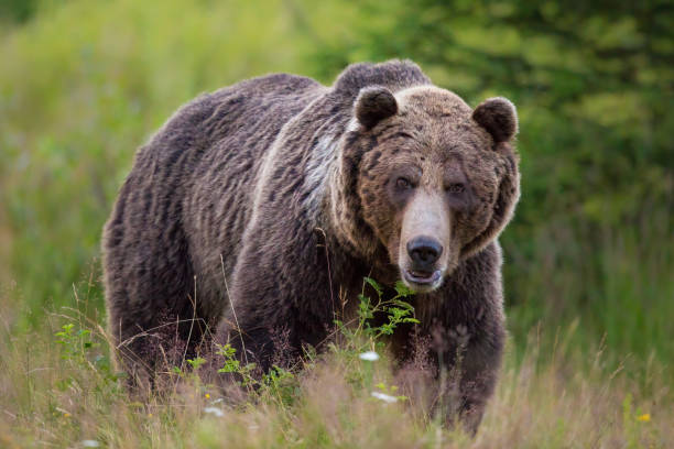 huge brown bear standing on blooming meadow from front - bear hunting imagens e fotografias de stock