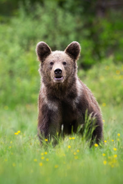 istock Brown bear looking to the camera on blossom meadow 1326265589