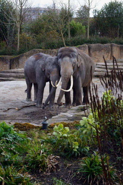 istock Two Indian elephants are hugging on the ground. Big beautiful elephants 1326265612