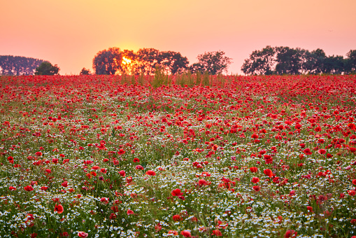 A field of poppies and other flowers during sunset. The sky is pinkish orange and the sun hides behind one of the trees in the background.