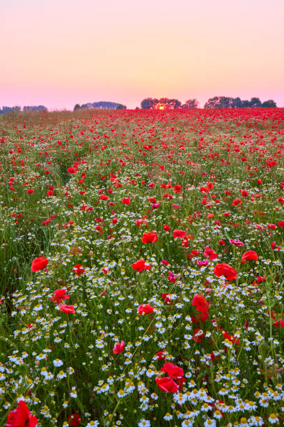 istock A field of poppies during sunset 1326269397