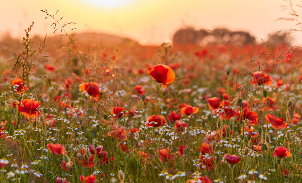 istock Poppies in a field during sunset 1326269736