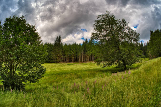 forest hike in Altenfeld am Rennsteig