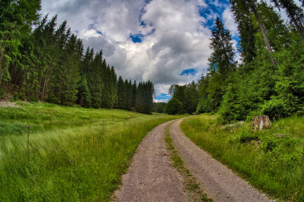 istock forest hike in Altenfeld am Rennsteig 1326270199