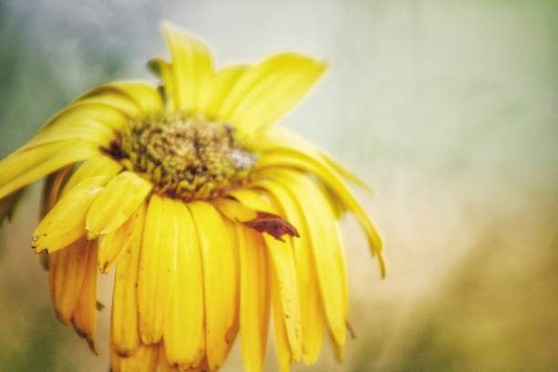 wilting yellow daisy - coate imagens e fotografias de stock