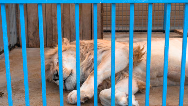 istock Lion sleeps in a cage at the zoo 1326271673