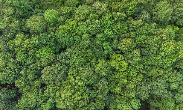 istock Lush tree forest foliage aerial view 1326271820