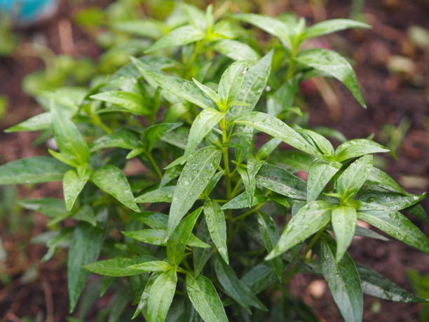 King of bitters scientific name Andrographis paniculata Burm, Wall. Ex Nees, Fah Talai jhon, Thai herbs relieve sore throat, reduce fever, heat up the cold green leaves vegetable nature protect coronavirus, covid-19 rey de los amargos nombre científico paniculata burm de andrographis, pared. ex nees, fah talai jhon, hierbas tailandesas alivian el dolor de garganta, reducen la fiebre, calientan las hojas verdes frías de la naturaleza vegetal protegen el coronavirus,