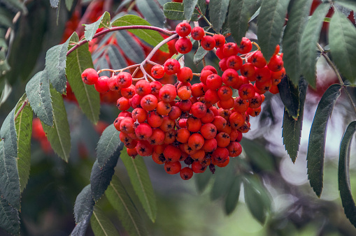 Close Up Of Rowan Berries At Amsterdam The Netherlands 11-7-2018