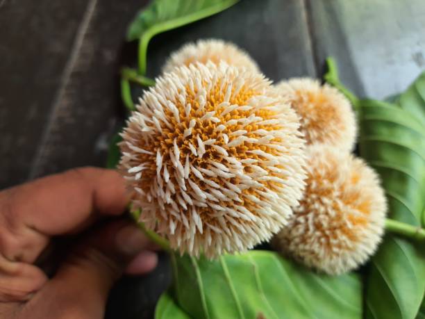 istock Neolamarckia cadamba fruit. 1326275445
