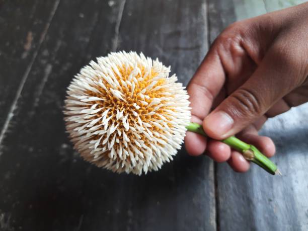 Neolamarckia cadamba fruit.