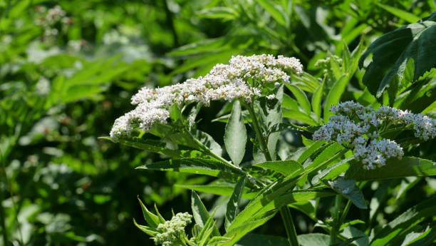 istock Abdovina (lat. Sambucus ebulus L.), aptovina 1326275466