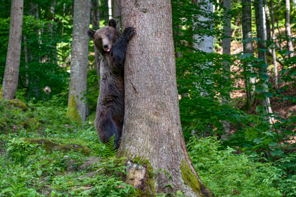 American Black Bear, Ursus americanus, Anan Creek, Tongass National Forest, Alaska. In a tree.\