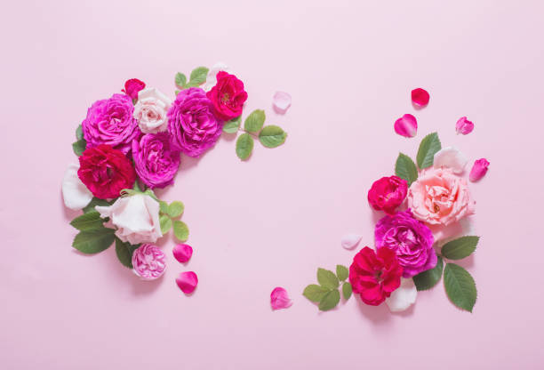 istock beautiful roses on pink paper background 1326278158