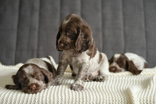 istock Three russian spaniel chocolate merle puppy dog lying and sit on couch 1326279234