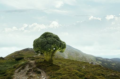 Big green broccoli rises among mountains, hills like tree. Cloudy morning sky in highlands. Beautiful nature scene. Concept of contemporary art, design, beauty and ad. Creative art work.