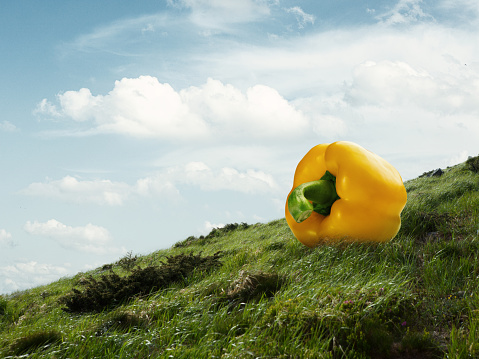 One big yellow bell pepper lying on the grass among mountains, hills. Cloudy morning sky in highlands. Concept of contemporary art, design, beauty and ad. Creative artwork.