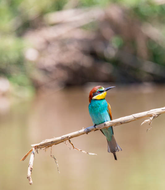 istock Beeater - Llobregat River, Barcelona. Merops apiaster. 1326279399