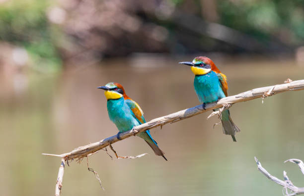 Merops apiaster - European bee-eater in Llobregat riverside during springtime.