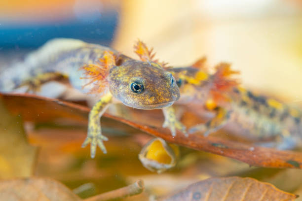 istock Juvenile salamander salamander 1326279420