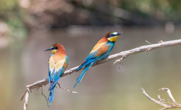 istock Beeater - Llobregat River, Barcelona. Merops apiaster. 1326279461