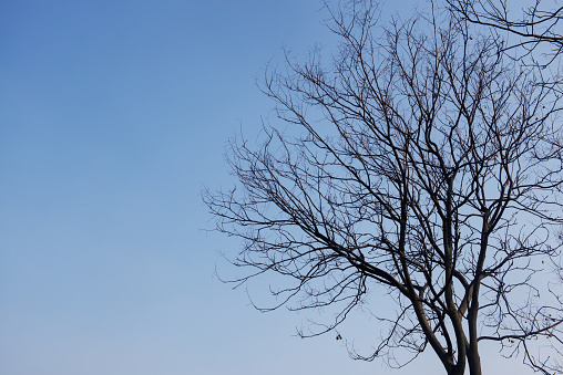 Leafless branches on blue