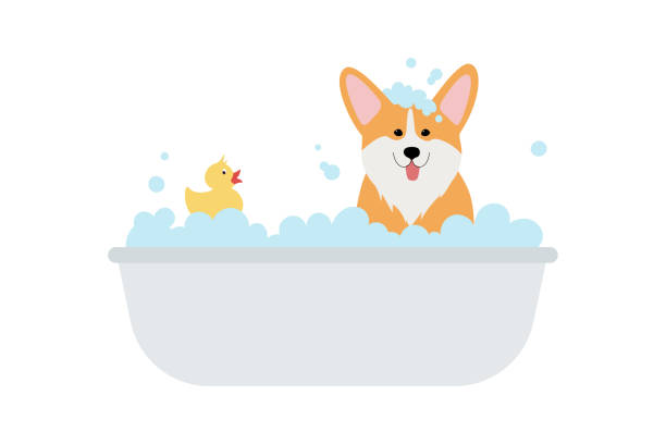 ilustrações de stock, clip art, desenhos animados e ícones de cute corgi dog taking a bath full of soap foam. grooming concept. - dog bathtub washing puppy