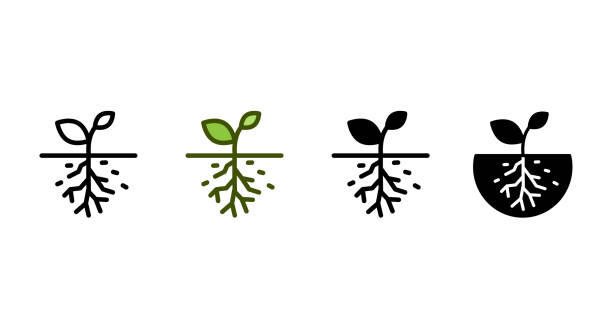 루트 아이콘, 벡터 일러스트레이션 - tree root environment symbol stock illustrations