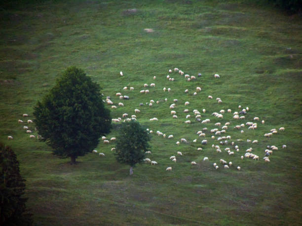 sheeps on the grass in summer - Maramures