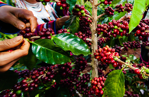 A group of Lahu tribe women collecting coffee berries on a plant. Organic coffee plantation. Agriculture, farming, plantation concepts. Close-up coffee beans.