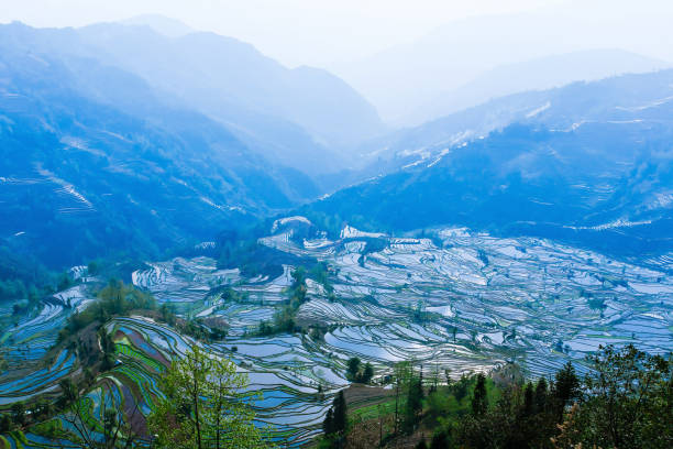 元陽米テラスの素晴らしい山々の景色。 - rice paddy china traditional culture yunnan province ストックフォトと画像