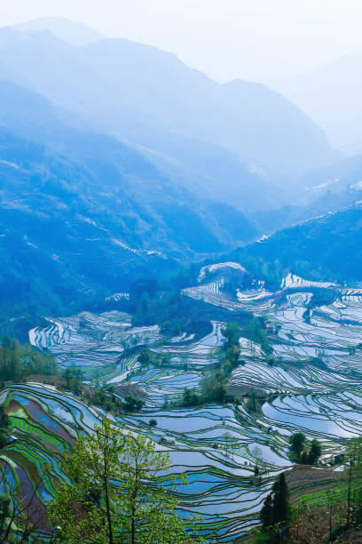 元陽米テラスの素晴らしい山々の景色。 - rice paddy china traditional culture yunnan province ストックフォトと画像