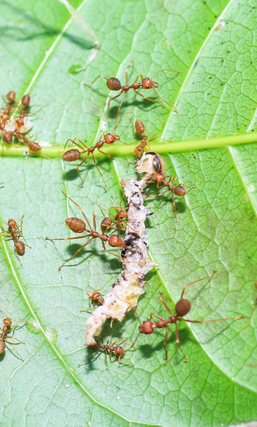 istock Red ants (fire ant, Solenopsis geminate) helping each other carry a grain of rice. 1326284206
