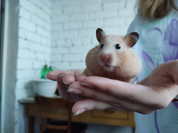 istock Syrian hamster sits in female hands 1326285885