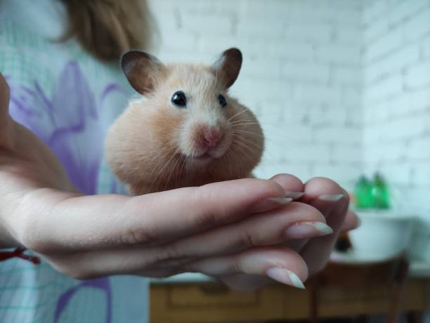istock Syrian hamster sits in female hands 1326285952