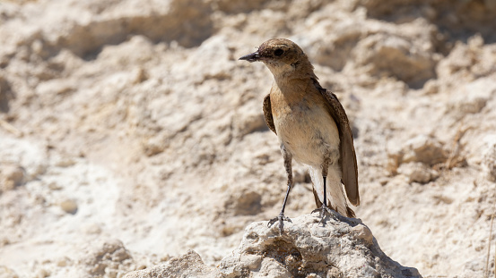 different shots of Northern Wheatear bird at noon on a hot day