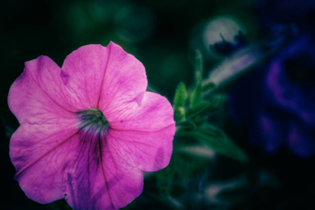 pink flower - coate imagens e fotografias de stock