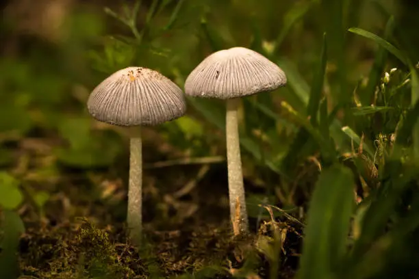 Photo of Pair of little mushrooms in the ground - macro shot