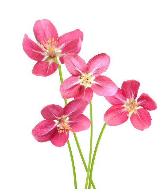 istock Red cherry blossom flower isolated on white 1326288261